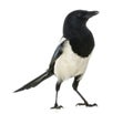 Common Magpie, Pica pica, isolated