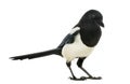 Common Magpie, Pica pica, isolated Royalty Free Stock Photo