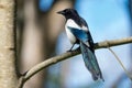 Magpie