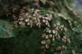 Common Maidenhair spleenwort in Queen Sirikit botanical garden in Chaing Mai