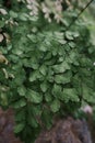 Common Maidenhair spleenwort in Queen Sirikit botanical garden in Chaing Mai