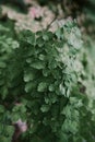 Common Maidenhair spleenwort in Queen Sirikit botanical garden in Chaing Mai