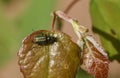 A Common Malachite Beetle, Malachius bipustulatus, perching on an Aspen tree leaf, Populus tremula, in woodland in spring. Royalty Free Stock Photo