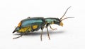 Sideview of a Malachite Beetle Malachius bipustulatus Royalty Free Stock Photo
