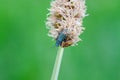 Common malachite beetle sitting on bent Royalty Free Stock Photo