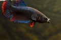 Common male betta fish Royalty Free Stock Photo