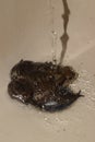 A common male european toad in a sink, with flowing water