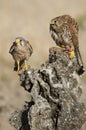 Common male and female kestrel - Falco tinnunculus Royalty Free Stock Photo