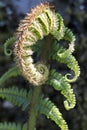 Common Male Fern, Dryopteris filix-mas beginning to unfurl in springtime Royalty Free Stock Photo