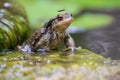 Common male toad on a stone Royalty Free Stock Photo