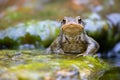 Common male toad on a stone Royalty Free Stock Photo