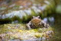 Common male toad on a stone Royalty Free Stock Photo