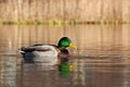 Common mallard duck male