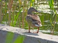 Common mallard female Royalty Free Stock Photo