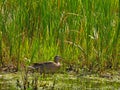 Common mallard female Royalty Free Stock Photo