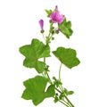 Common Mallow with green leaves and pink flowers Royalty Free Stock Photo
