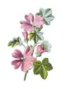 Common Mallow Or Malva Neglecta Flower. Antique Hand Drawn Field Flowers Illustration. Vintage And Antique Flowers. Wild Flower Il