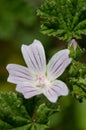Common mallow (malva neglecta) flower Royalty Free Stock Photo