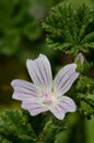 Common mallow (malva neglecta) flower Royalty Free Stock Photo