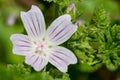 Common mallow (malva neglecta) flower Royalty Free Stock Photo