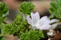 Common mallow (malva neglecta) flower Royalty Free Stock Photo