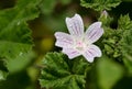 Common mallow (malva neglecta) flower Royalty Free Stock Photo