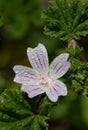 Common mallow (malva neglecta) flower Royalty Free Stock Photo