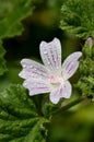 Common mallow (malva neglecta) flower Royalty Free Stock Photo