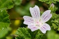Common mallow (malva neglecta) flower Royalty Free Stock Photo