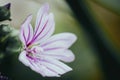 Common mallow or malva neglecta - Pink flower in the garden Royalty Free Stock Photo