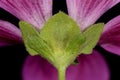 Common Mallow (Malva sylvestris). Calyx and Epicalyx Closeup Royalty Free Stock Photo