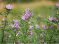 Common mallow Malva sylvestris, cheeses, high mallow, tall mallow