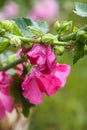 Common mallow or Malva sylvestris flowers