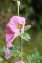 Common mallow or Malva sylvestris flowers