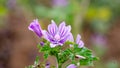 Common Mallow or Malva sylvestris