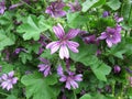 Common mallow, Malva sylvestris Royalty Free Stock Photo