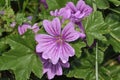 Common Mallow