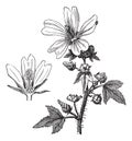 Common mallow or Malva sylvestris vintage engraving