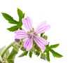 Common Mallow plant with pink flower and leaves, Malva sylvestris Royalty Free Stock Photo