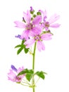 Common Mallow plant with pink flowers and leaves, Malva sylvestris Royalty Free Stock Photo