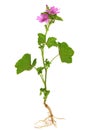 Common Mallow with root, green leaves and pink flowers