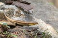 Common Many-lined sun skink, brown lizard with yellow throat crawling on stone