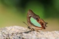 The Common Map Cyrestis thyodamas butterfly Royalty Free Stock Photo