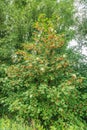 Common Maple, Acer pseudoplatanus, with ripe winged seeds Royalty Free Stock Photo