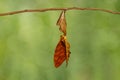 Common maplet Chersonesia risa butterfly hanging on twig Royalty Free Stock Photo