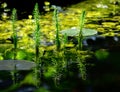 Common mare\'s-tail water plants in a pond Royalty Free Stock Photo