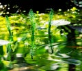 Common mare\'s-tail water plants in a pond Royalty Free Stock Photo