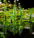 Common mare\'s-tail water plants in a pond Royalty Free Stock Photo