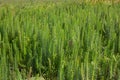 Common mare's tail Hippuris vulgaris. Aquatic plant