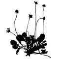 Common marguerite plant, vector illustration from a herbarium